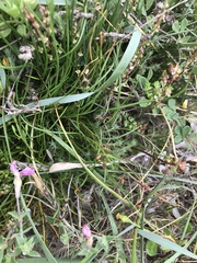 Triglochin barrelieri