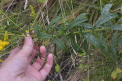 Solidago canadensis