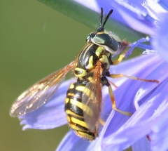 Chrysotoxum pubescens