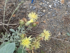 Centaurea salonitana