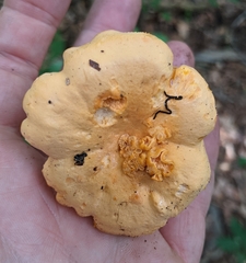 Cantharellus velutinus