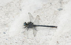 Arigomphus cornutus