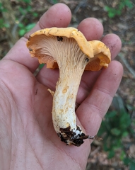 Cantharellus velutinus