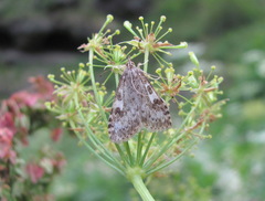 Udea olivalis