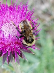 Bombus insularis