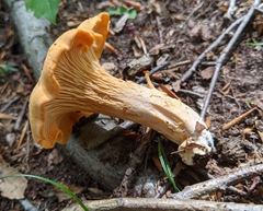 Cantharellus velutinus