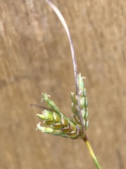 Cyperus houghtonii