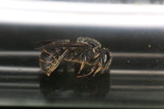 Stelis punctulatissima