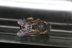 Stelis punctulatissima