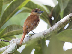 Pachyramphus rufus