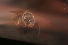 Stelis punctulatissima