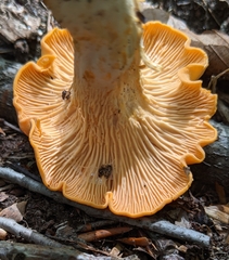Cantharellus velutinus