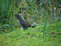 Pardirallus nigricans