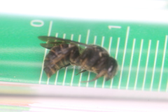 Stelis punctulatissima