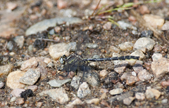 Phanogomphus borealis
