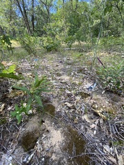Cyperus houghtonii