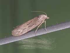 Martyringa ravicapitis