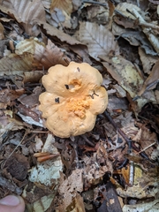 Cantharellus velutinus