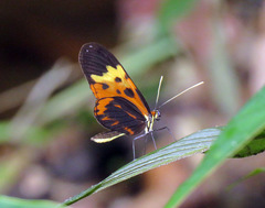 Mechanitis messenoides