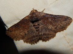 Pericyma mendax