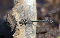 Phanogomphus borealis