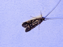 Macrostemum carolina