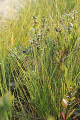 Carex globularis