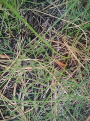 Harbouria