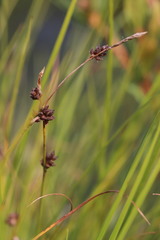 Carex globularis