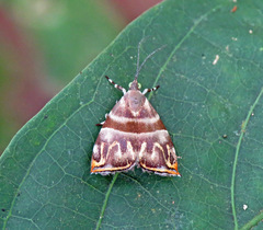 Ornarantia ophiodesma