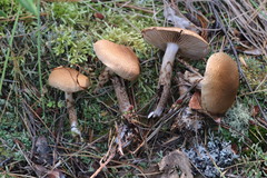 Cortinarius pholideus