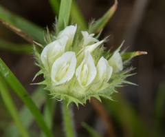 Trifolium barbigerum