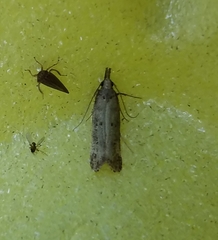 Dichomeris inversella