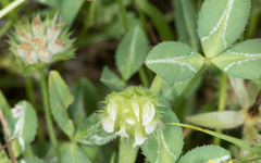 Trifolium barbigerum