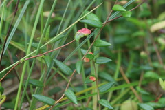 Exobasidium rostrupii