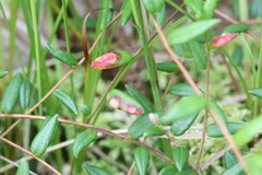 Exobasidium rostrupii