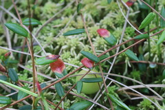 Exobasidium rostrupii