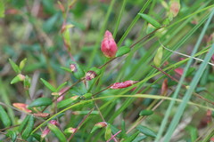 Exobasidium rostrupii