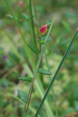 Exobasidium rostrupii