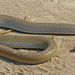 Cobra-da-Areia-Olivácea - Photo (c) Nigel Voaden, alguns direitos reservados (CC BY)
