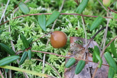 Monilinia oxycocci