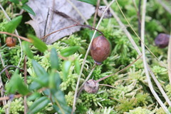 Monilinia oxycocci