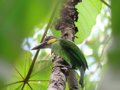 Psilopogon chrysopogon