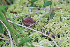 Monilinia oxycocci