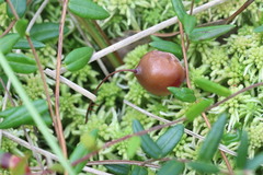 Monilinia oxycocci