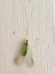 Leucochrysa floridana