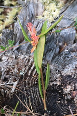 Exobasidium cassandrae
