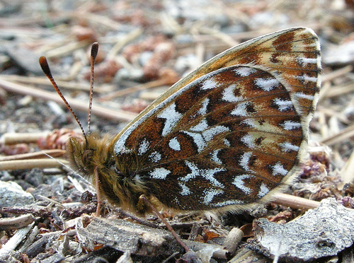 Polaris Fritillary