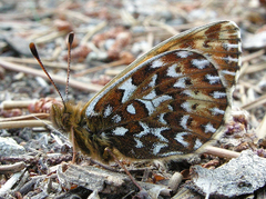 Boloria polaris