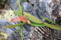 Exobasidium cassandrae